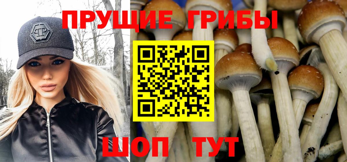 Псилоцибиновые грибы Cubensis Белореченск